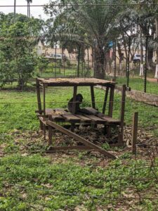 Quelques photos de primate au zoo de mvog betsi