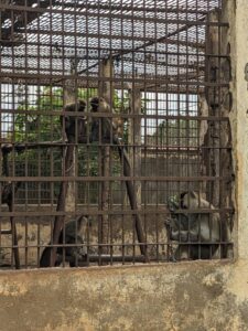 Quelques photos de primate au zoo de mvog betsi