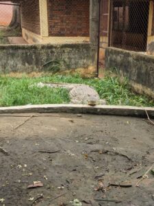 Crocodile Zoo de Mvog Betsi